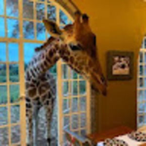 Meet your Posher, Tish